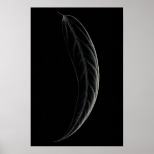 Affiche feuille de poignard Anthurium