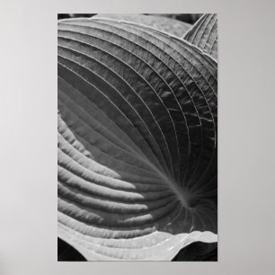 Affiche Feuille d'Hosta noir et blanc