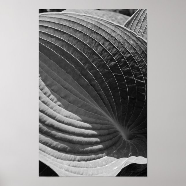 Affiche Feuille d'Hosta noir et blanc (Devant)