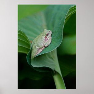 Affiche Feuille et grenouille d'Hosta vertes
