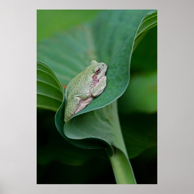 Affiche Feuille et grenouille d'Hosta vertes (Devant)