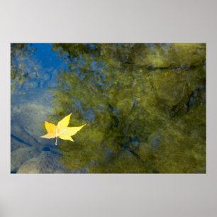 Affiche Feuille flottante