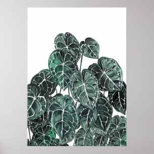 Affiche Feuille Plante d'anthurium