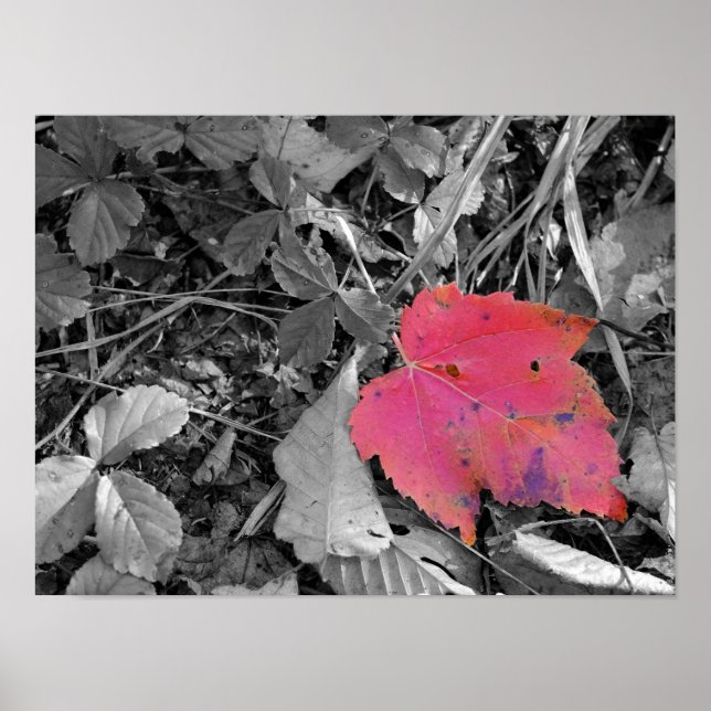 Affiche Feuille rouge éclat de couleur (Devant)