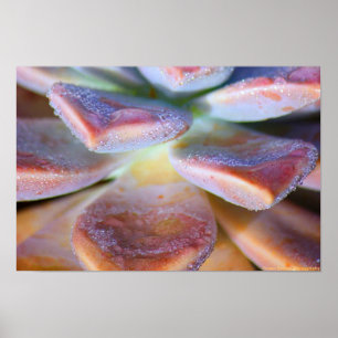 Affiche Feuille succulent