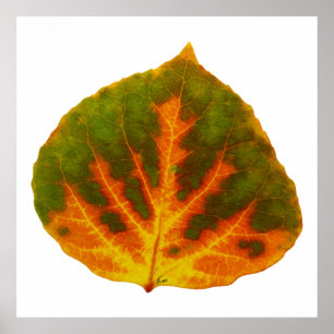 Affiche Feuille vert orange et jaune d'Aspen #1