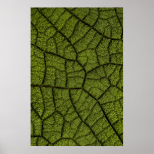 Affiche Feuille verte