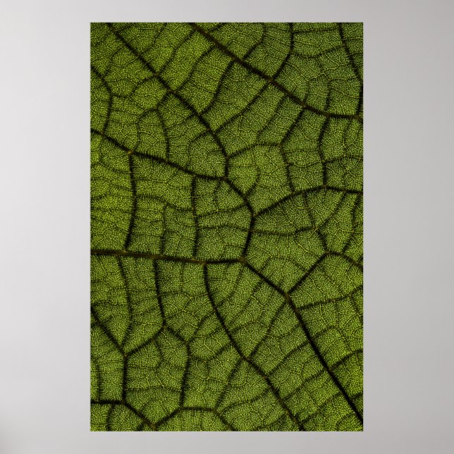 Affiche Feuille verte (Devant)