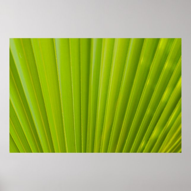 Affiche Feuille verte (Devant)