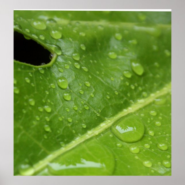 Affiche Feuille verte avec Raindrops Poster/Imprimer (Devant)