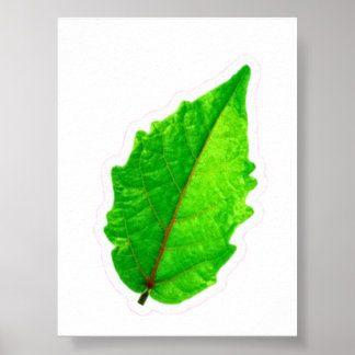 Affiche Feuille verte tropicale exotique avec des veines r