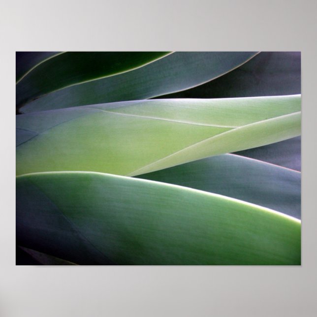Affiche Feuilles agaves (Devant)