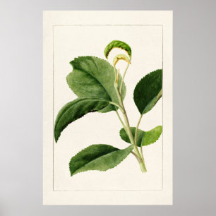 Affiche Feuilles Apple (Malus Domestica) (1910) par James