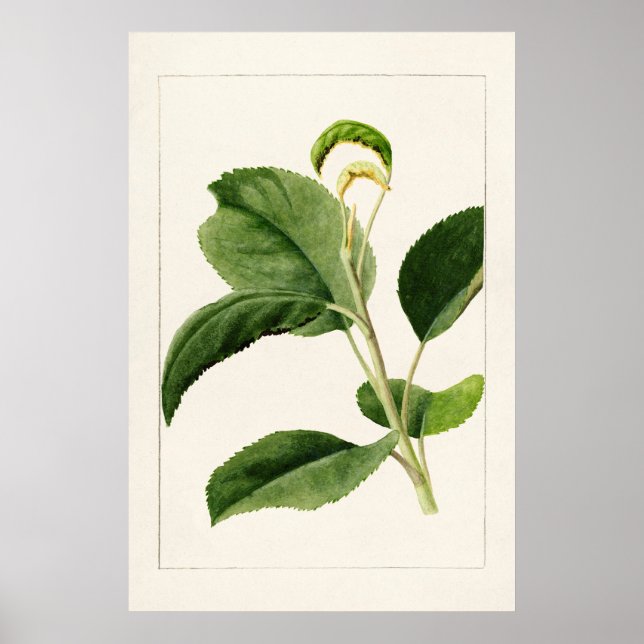 Affiche Feuilles Apple (Malus Domestica) (1910) par James  (Devant)