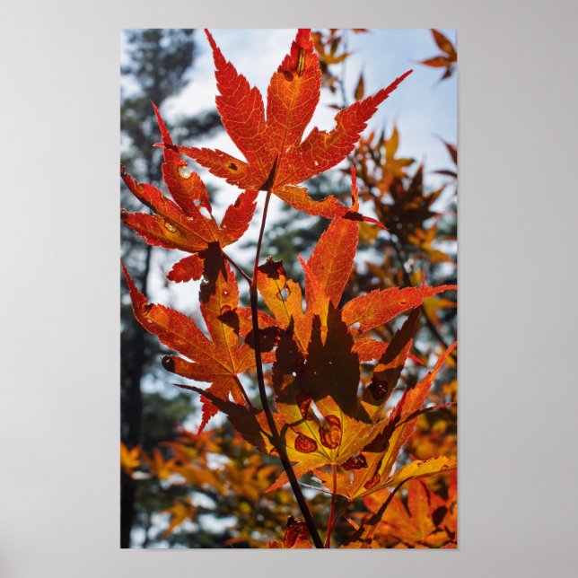 Affiche Feuilles d'automne (Devant)