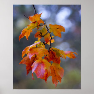 Affiche Feuilles d'automne