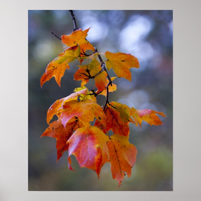 Affiche Feuilles d'automne (Devant)