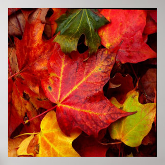 AFFICHE FEUILLES D'AUTOMNE