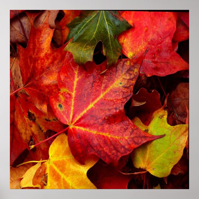 AFFICHE FEUILLES D'AUTOMNE (Devant)