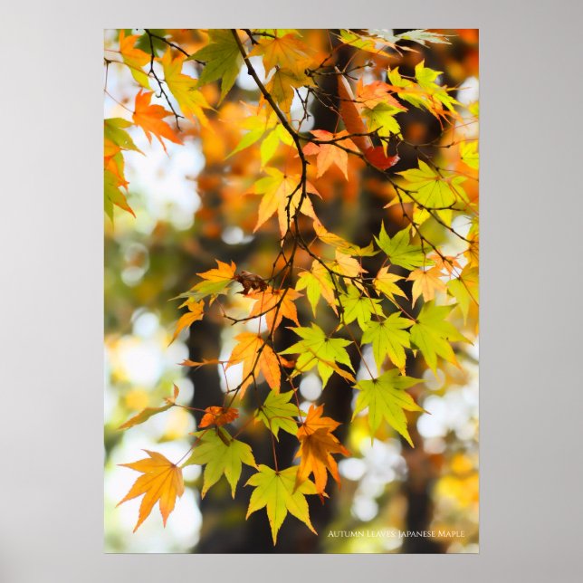 Affiche Feuilles d'automne (Devant)