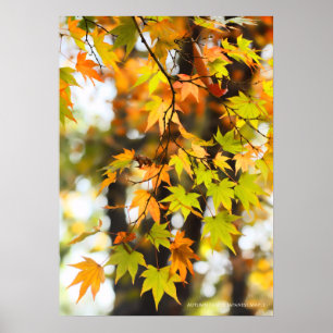 Affiche Feuilles d'automne