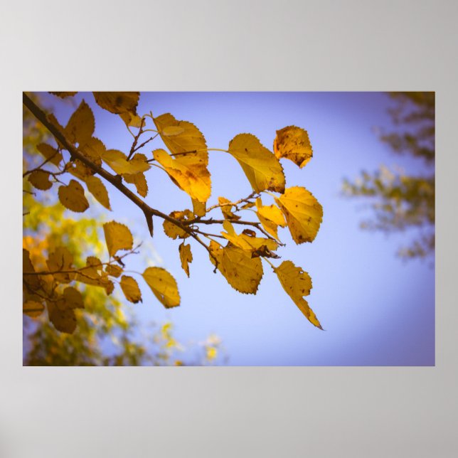 Affiche Feuilles d'automne (Devant)