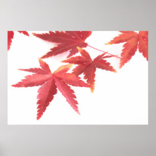 Affiche Feuilles d'automne