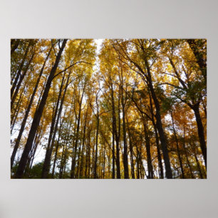 Affiche Feuilles d'automne au matin Maryland Nature