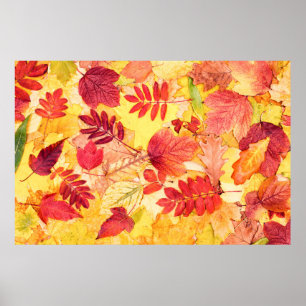 Affiche Feuilles d'automne colorées. Motif des feuilles to