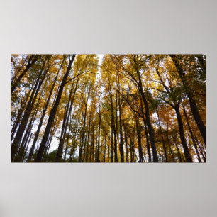 Affiche Feuilles d'automne dans le matin Maryland Nature