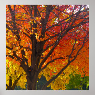 Affiche Feuilles d'automne de la photo jaune et orange