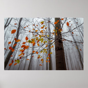 Affiche Feuilles d'automne feuilles de forêt tombées