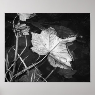 Affiche Feuilles d'automne flottant Archevêché noir et bla