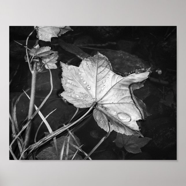 Affiche Feuilles d'automne flottant Archevêché noir et bla (Devant)