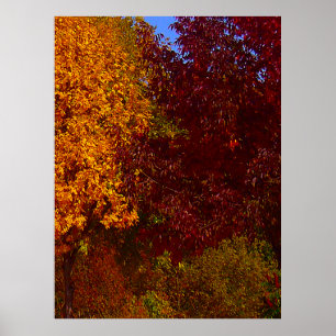 Affiche Feuilles d'automne Jaune et pourpre, ZSSPG