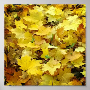 Affiche Feuilles d'automne jaunes