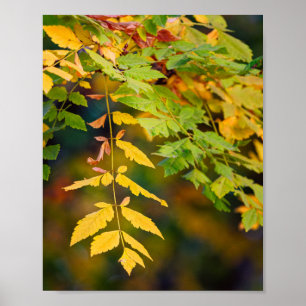 Affiche Feuilles d'automne jaunes dorés et vertes sur une