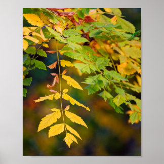 Affiche Feuilles d'automne jaunes dorés et vertes sur une 