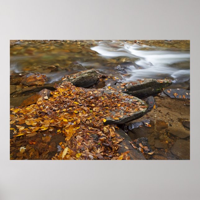 Affiche Feuilles d'automne le long de Looking Glass Creek  (Devant)