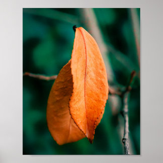 Affiche Feuilles d'automne orange sur une brindille fine