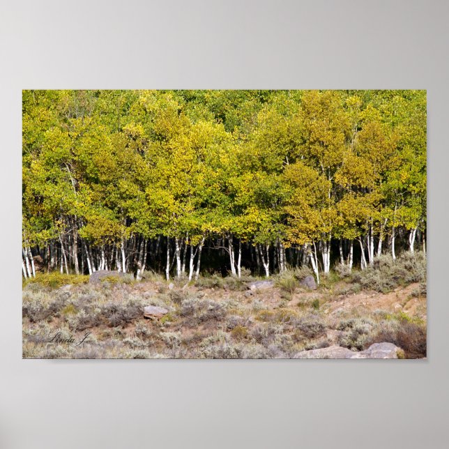 Affiche Feuilles d'automne sur une toile d'arbre ou une af (Devant)