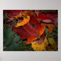 Feuilles d'automne vibrantes