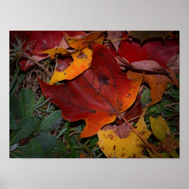 Affiche Feuilles d'automne vibrantes (Devant)