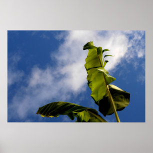 Affiche Feuilles de bananier