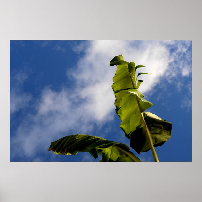 Affiche Feuilles de bananier (Devant)