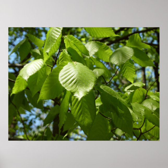 Affiche Feuilles de bouleau vertes d'arbre de printemps (Devant)