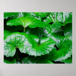 Affiche Feuilles de Burdock - Photo Abstraite de la nature