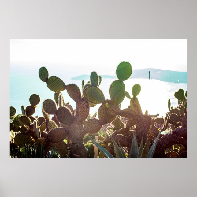 Affiche Feuilles de cactus. Plante extérieur avec lumière  (Devant)