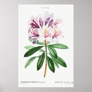 Affiche Feuilles de fleurs Art botanique Vintage