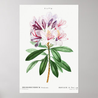 Affiche Feuilles de fleurs Art botanique Vintage